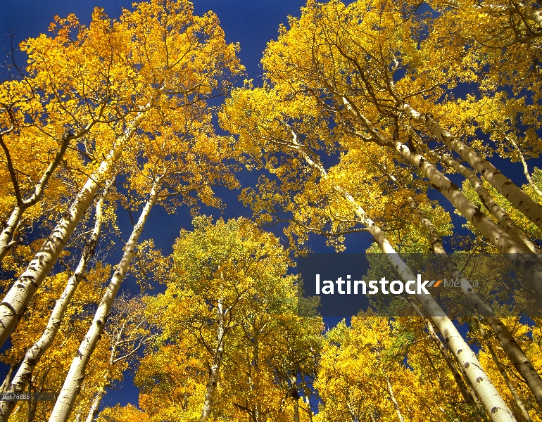 Quaking Aspen (Populus tremuloides) grove en colores de otoño, Maroon Bells Snowmass Wilderness, Col