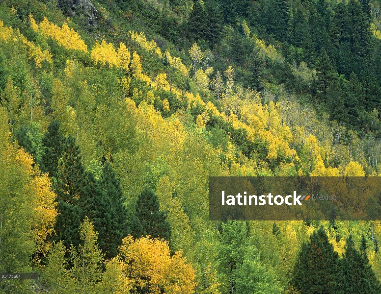 Quaking Aspen (Populus tremuloides) grove en otoño colores, bosque del nacional de Gunnison, Colorad