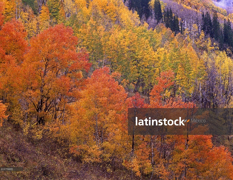 Quaking Aspen (Populus tremuloides) grove en colores de otoño, Washington quebrada, bosque del nacio