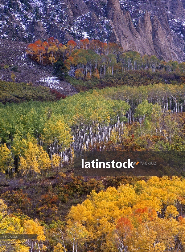 Quaking Aspen (Populus tremuloides) grove en colores de otoño, montaña de Marcellina, Colorado