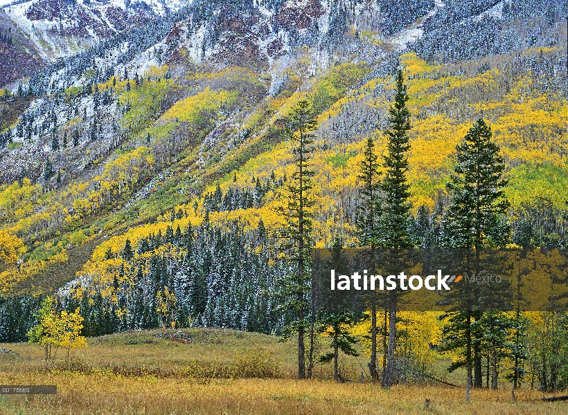 Quaking Aspen (Populus tremuloides) grove en colores de otoño, Maroon Bells Snowmass Wilderness, Col