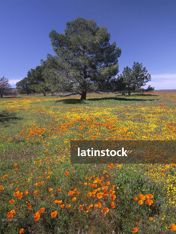 Eriophyllum campo con árboles de pino (Pinus sp), Valle del Antílope, California y amapola de Califo