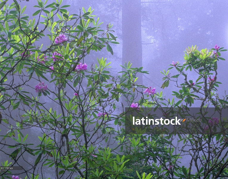 Pacífico rododendro (Rhododendron macrophyllum) florece en el interior del bosque brumoso rodales Se