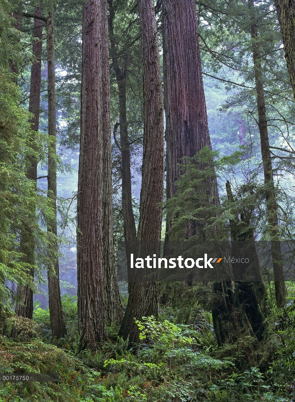 Soporte del crecimiento de opld Coast Redwood (Sequoia sempervirens), Del Norte Costa Redwoods State