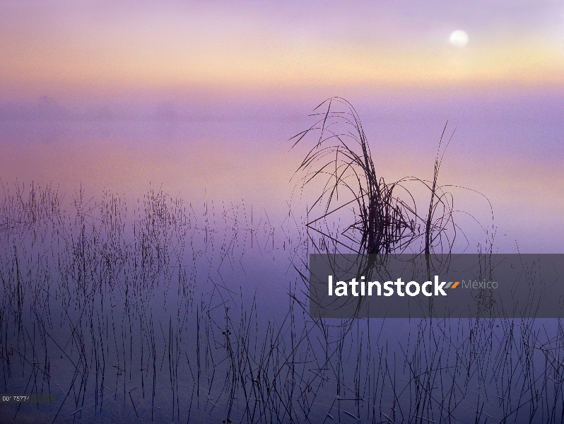 Cañas de siluetas en el agua con la luna llena, Parque Nacional Everglades, Florida