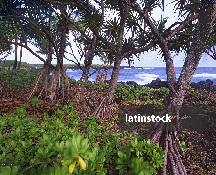 Árboles de Hala (Pandanus tectorius) a lo largo de la costa de Hana, Maui, Hawaii