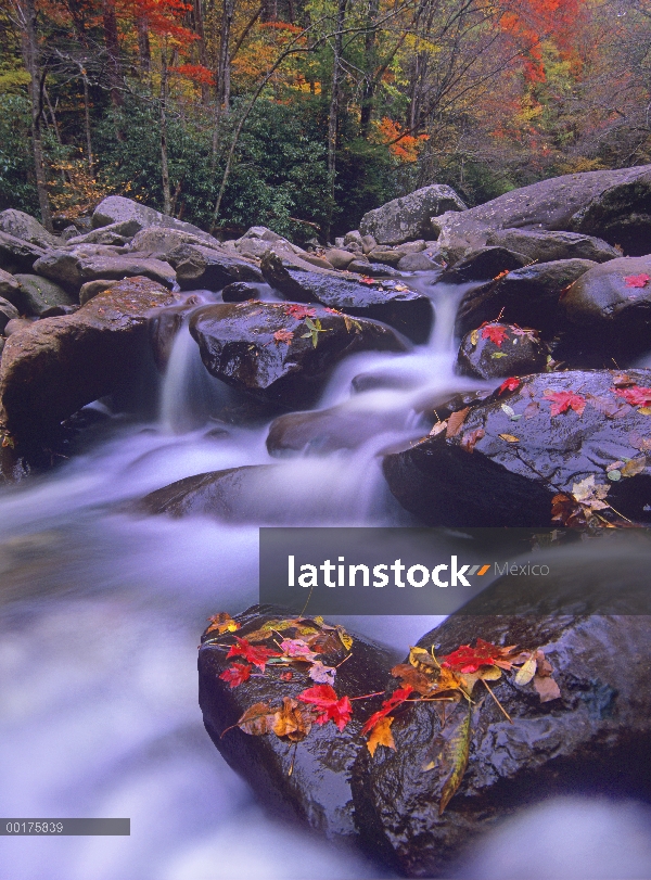 Hojas de otoño en rocas húmedas pequeña cascada del río Paloma, Tennessee