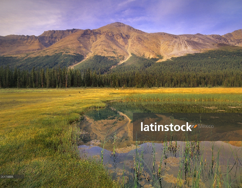 Pico de observación y bosque de coníferas se refleja en el estanque, Parque nacional Banff, Alberta,