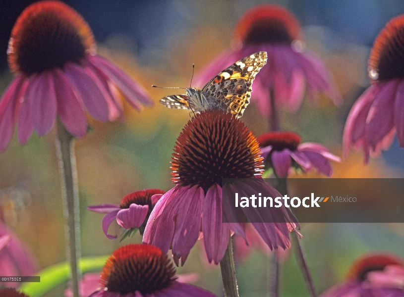 Americana señora pintada (Cynthia virginiensis) mariposa en cónica (Echinacea sp), Nuevo México