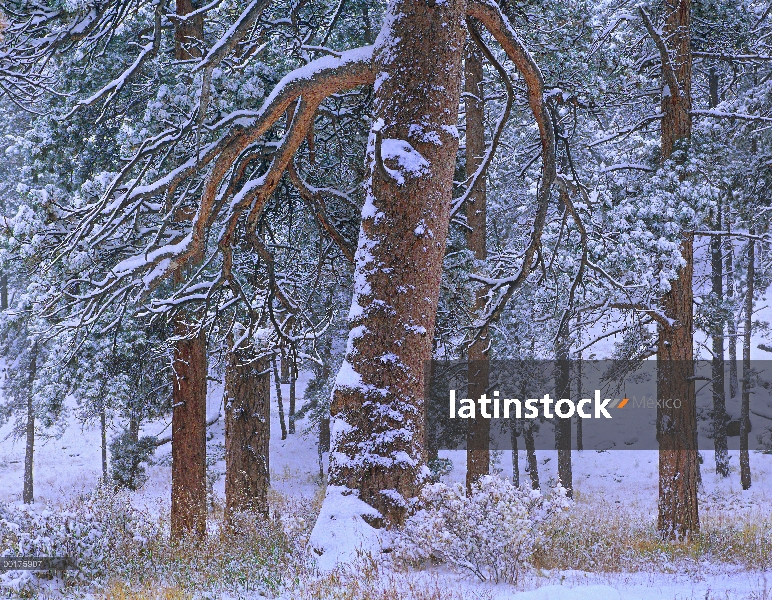 Árboles de pino ponderosa (Pinus ponderosa) después de la nieve fresca, Parque Nacional de Rocky Mou