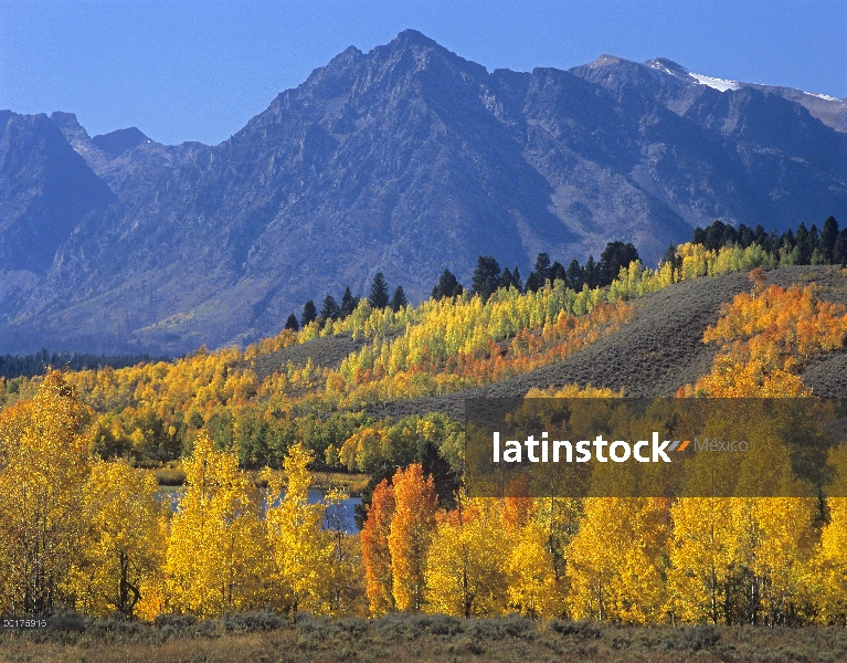 Quaking Aspen (Populus tremuloides) bosque en otoño y Ranger pico, Parque Nacional Grand Teton, Wyom