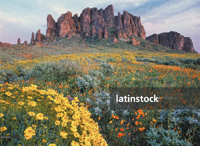 Lost Dutchman State Park, California incienso (Encelia californica), Superstition Mountains, Arizona