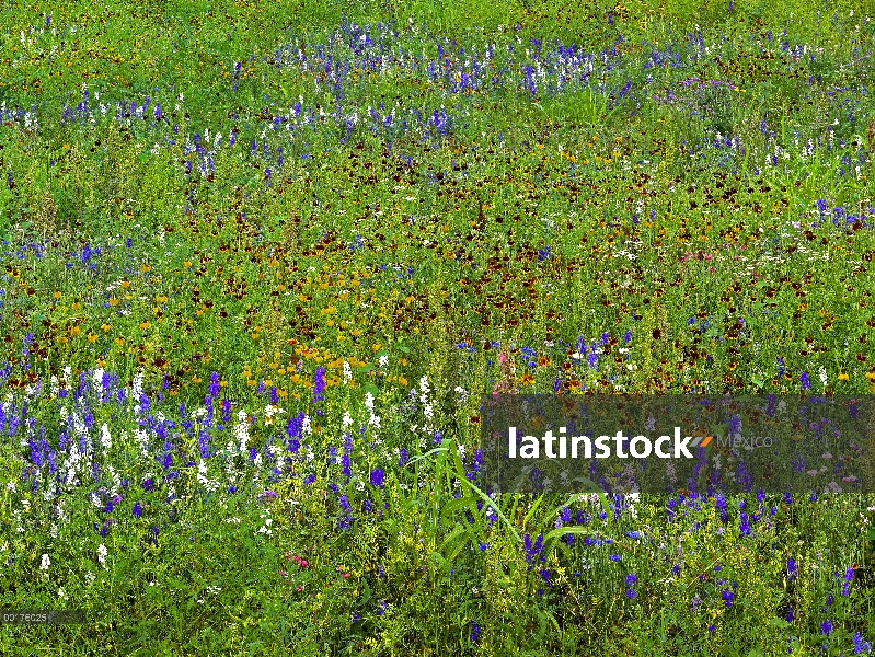 Delphinium (Delphinium staphisagria) y Mexican Hat (Ratibida columnifera) flores en el Prado, Améric