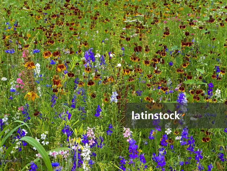 Delphinium (Delphinium staphisagria) y Mexican Hat (Ratibida columnifera) flores en el Prado, Améric