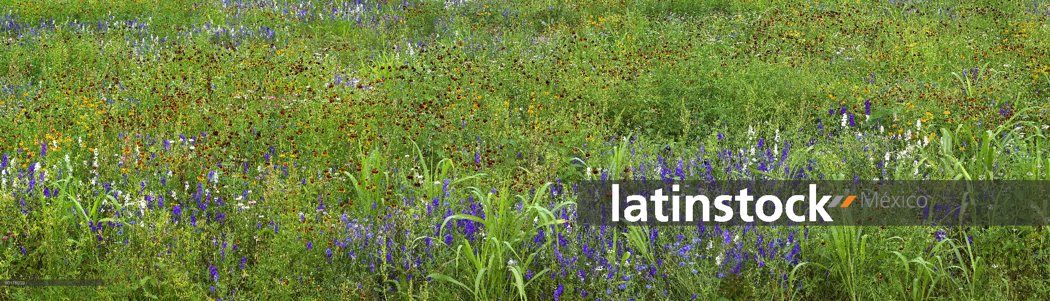 Delphinium (Delphinium staphisagria) y Mexican Hat (Ratibida columnifera) flores en el Prado, Améric