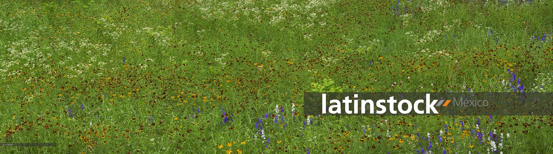 Delphinium (Delphinium staphisagria) y Mexican Hat (Ratibida columnifera) flores en el Prado, Améric