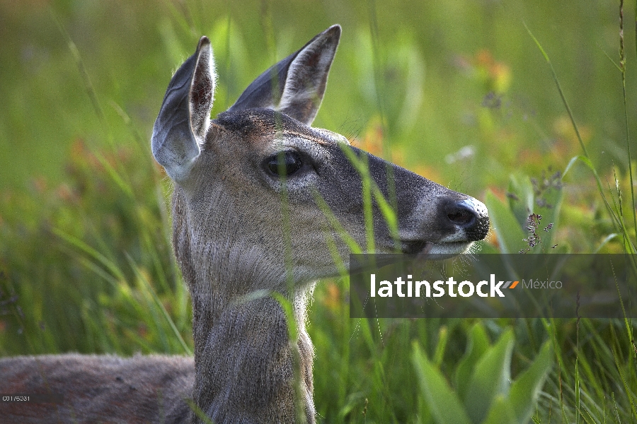 Retrato de venado de cola blanca (Odocoileus virginianus) en la hierba alta del resorte, América del