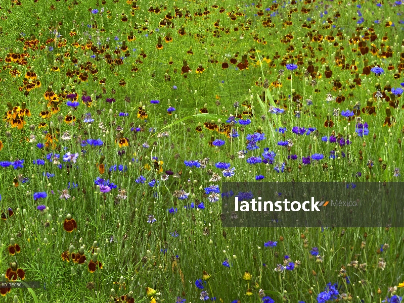 Aciano (Centaurea cyanus) y Mexican Hat (Ratibida columnifera) las flores en campo, América del nort