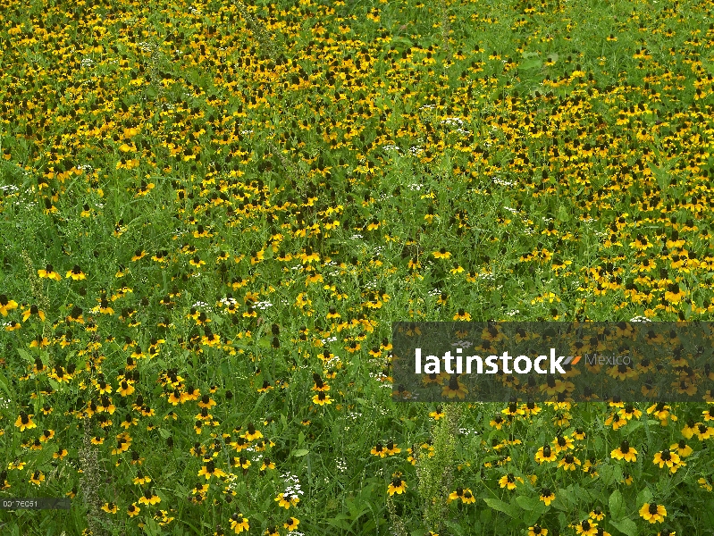 Flores de Mexican Hat (Ratibida columnifera) en el campo, América del norte