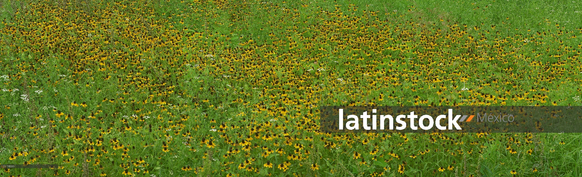 Flores de Mexican Hat (Ratibida columnifera) en el campo, América del norte