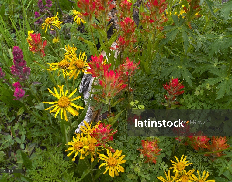 Indian Paintbrush (Castilleja Miltochrista) flores en el Prado, América del norte y Orange Sneezewee