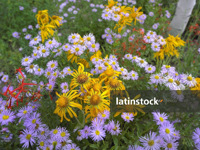 Orange Sneezeweed (Hymenoxys hoopesii) con Asters lisa (Aster laevis) y escarlata Gilia (Ipomopsis a