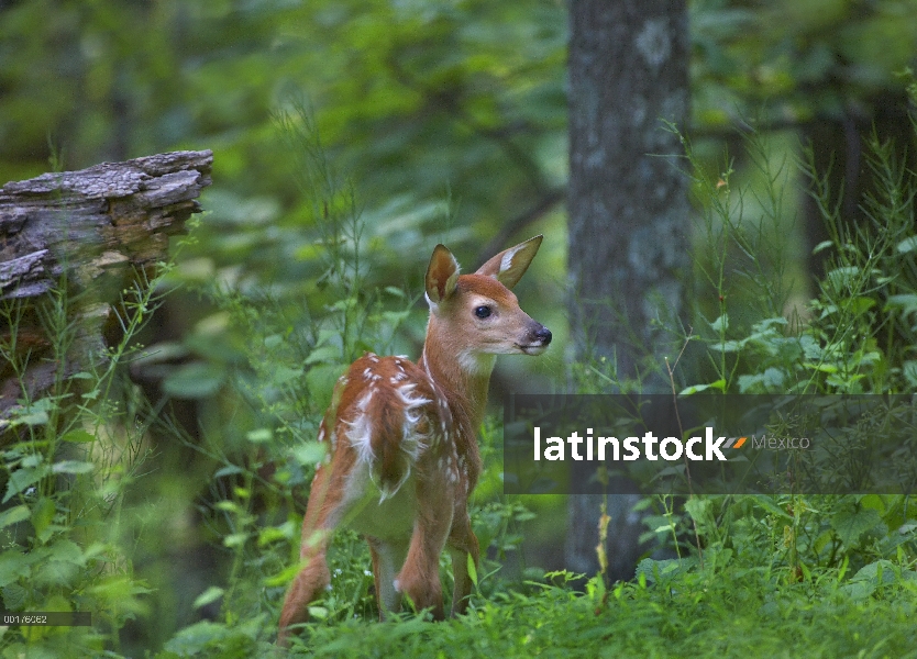 Venado de cola blanca (Odocoileus virginianus) leonado con manchas de bosque, América del norte