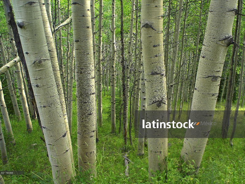 Quaking Aspen (Populus tremuloides) bosque de la primavera, bosque del nacional de Gunnison, Colorad