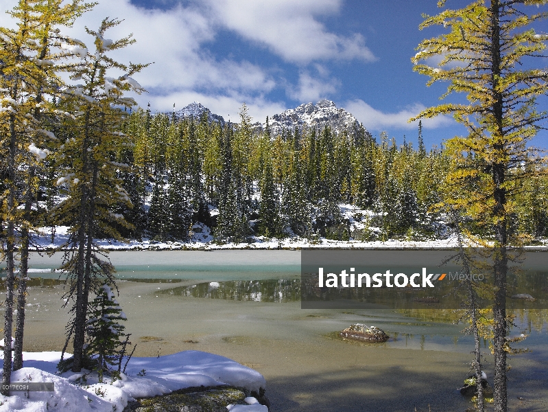 Bosque boreal en la luz de la nieve, Opabin Plateau, Parque Nacional de Yoho, Colombia británico, Ca