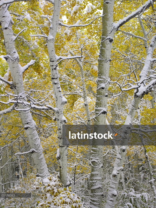 Quaking Aspen (Populus tremuloides) árboles cubiertos de nieve cerca de paso de Kebbler, bosque del 