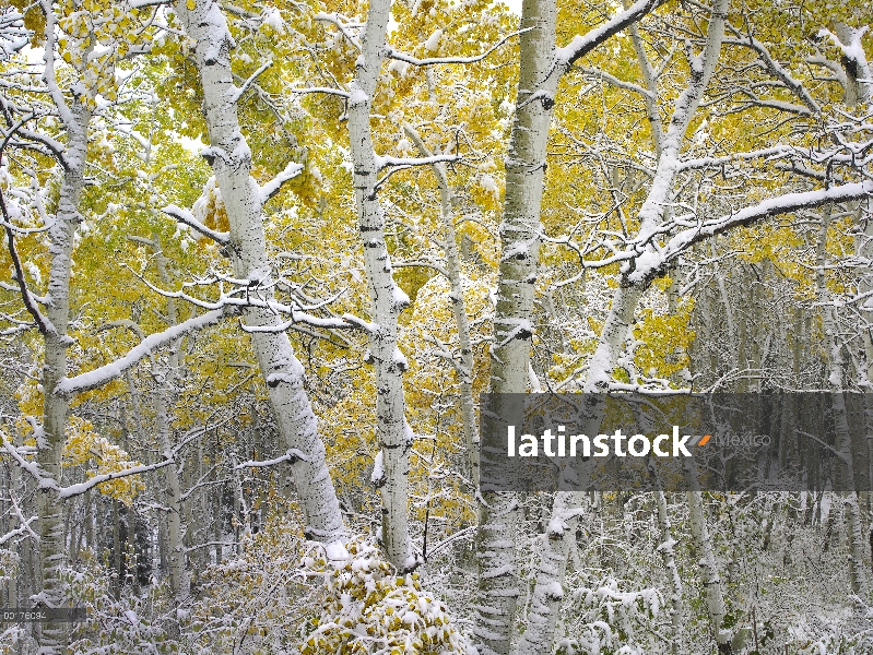 Quaking Aspen (Populus tremuloides) árboles cubiertos de nieve cerca de paso de Kebbler, bosque del 