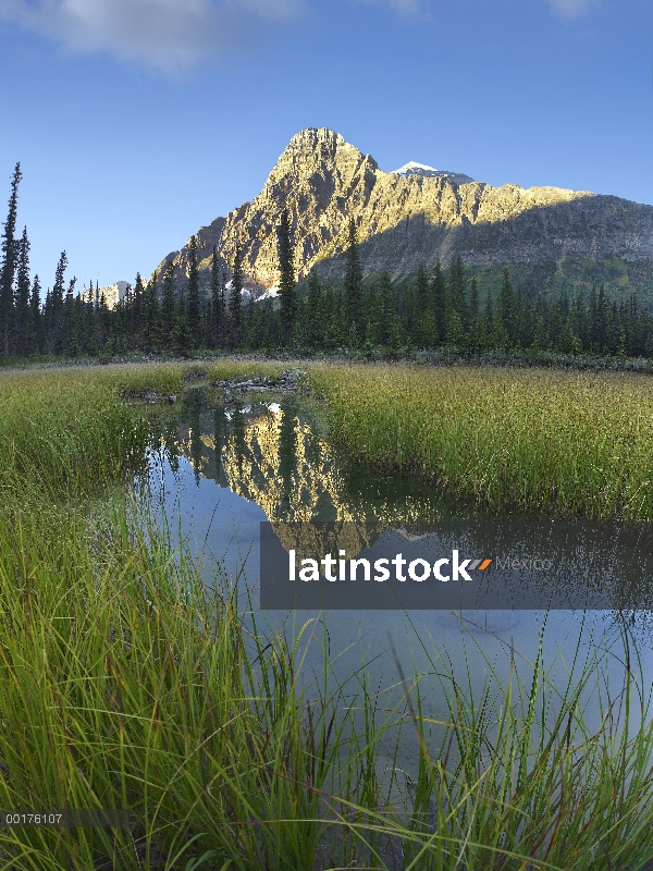 Mount Chephren refleja en forma de herradura de Mistaya bosque boreal, Parque nacional Banff, Albert