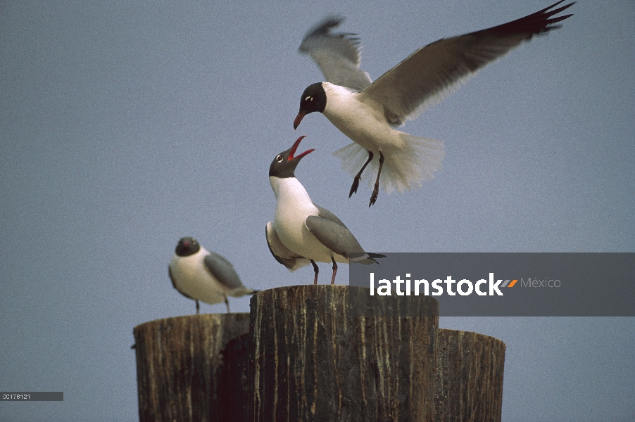 Riendo el trío de gaviota (Leucophaeus atricilla) en pilotes, América del norte