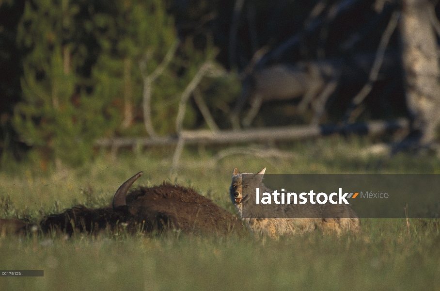 Coyote (Canis latrans) alimentándose de canal de bisonte americano (Bison bison), América del norte