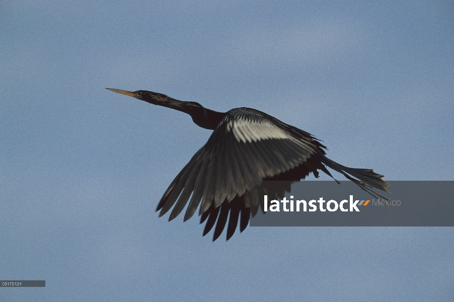 Perca americana (Anhinga anhinga) volando, América del norte