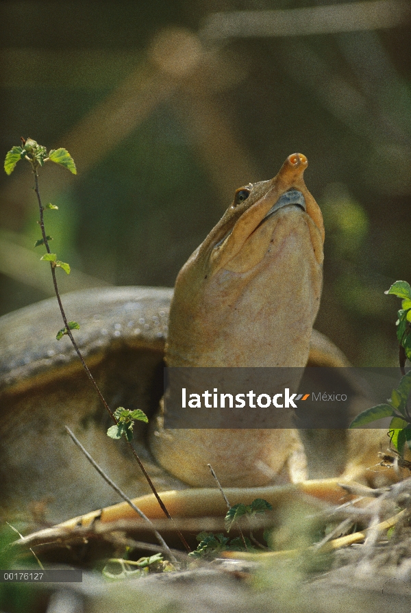 Softshell tortuga (Trionychidae) en maleza mirando hacia arriba, la Florida