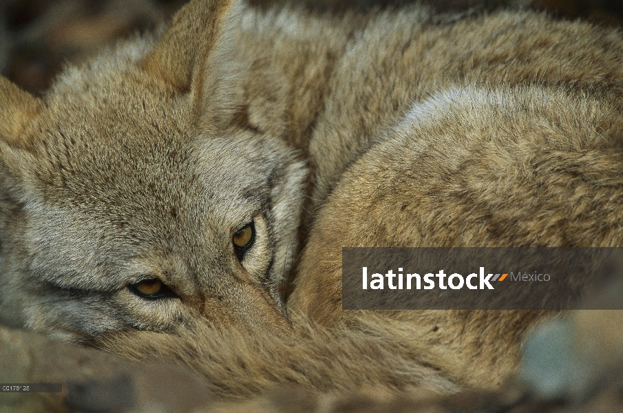 Coyote (Canis latrans) acurrucado, América del norte