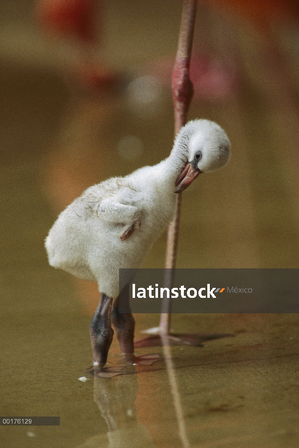 Mayor chick de flamenco (Phoenicopterus ruber), acicalarse, Caribe