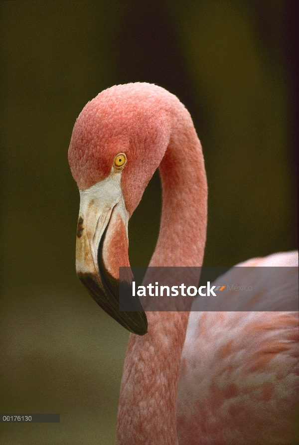 Flamenco (Phoenicopterus ruber), Caribe