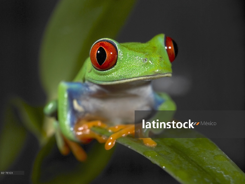 Rana de árbol de ojos rojos (Agalychnis callidryas), Costa Rica