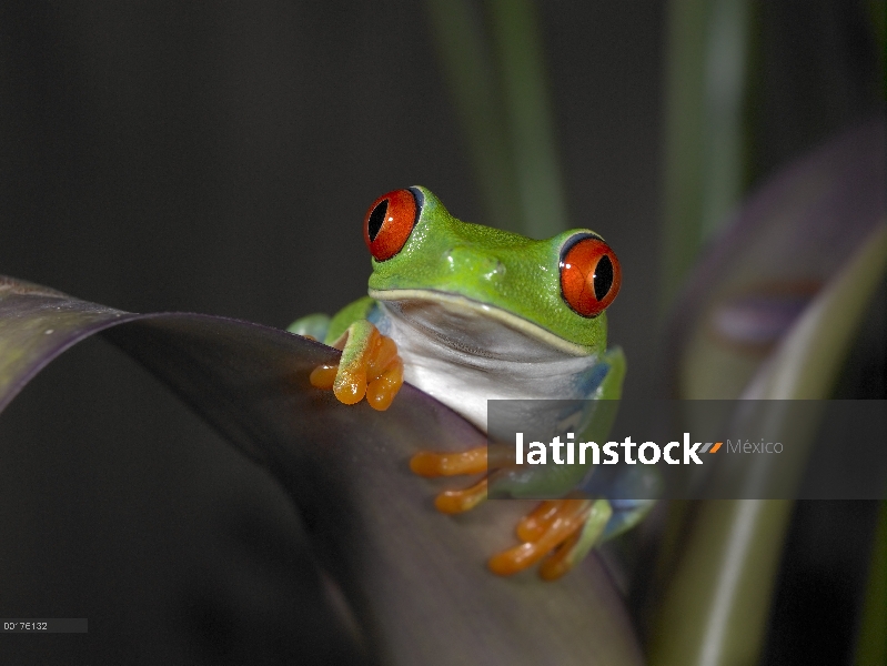 Rana de árbol de ojos rojos (Agalychnis callidryas), Costa Rica