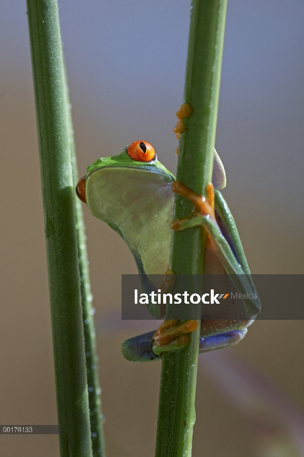 Rana de árbol de ojos rojos (Agalychnis callidryas) aferrarse en Cañas, Costa Rica