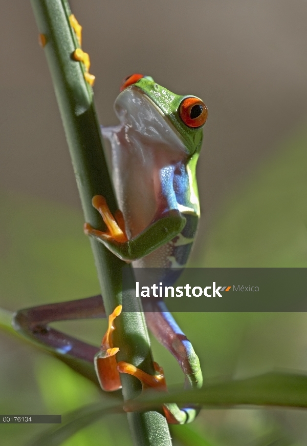 Rana de árbol de ojos rojos (Agalychnis callidryas) escalada en Cañas, Costa Rica