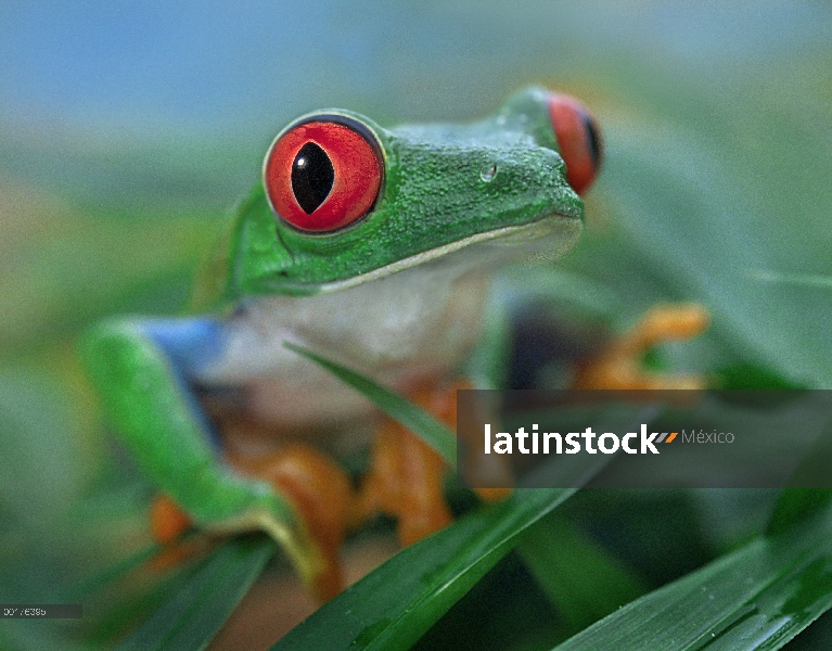 Rana de árbol de ojos rojos (Agalychnis callidryas), Costa Rica