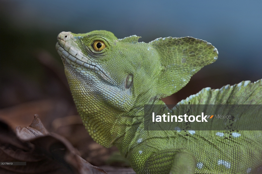 Lagarto Jesucristo (Basiliscus vittatus), Costa Rica