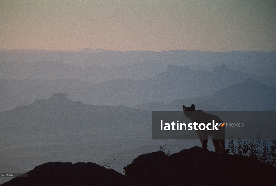 León de montaña (Puma concolor) en canto, América del norte (compuesto digital)