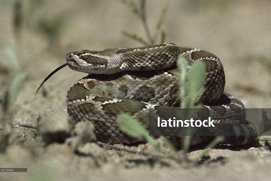 La pradera serpiente de cascabel (Crotalus viridis viridis) en espiral, utilizando su lengua para re