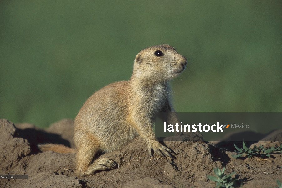 Cola negra bebé de perro de la pradera (ludovicianus de Cynomys), América del norte