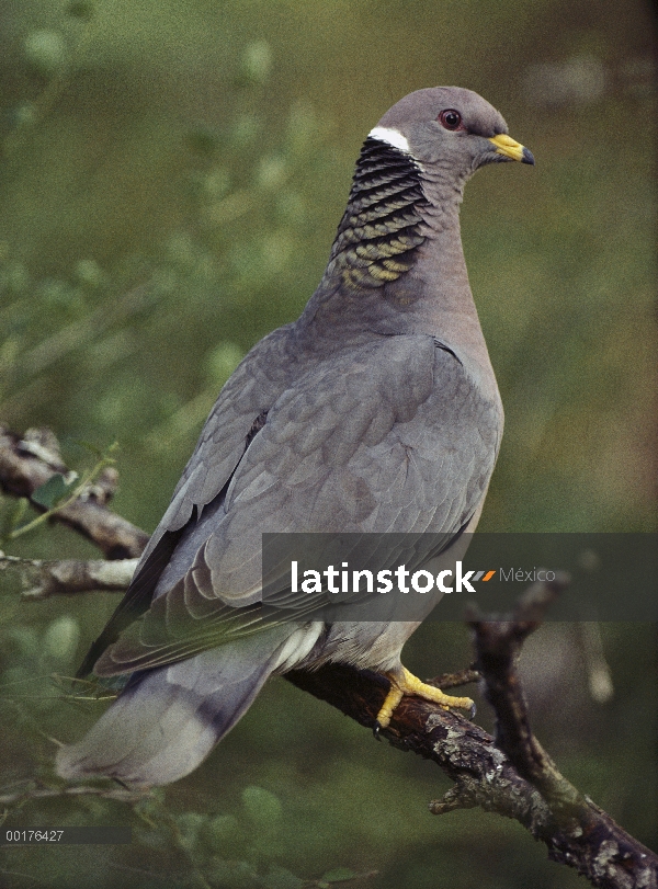 Paloma cola banda (Patagioenas fasciata), América del norte