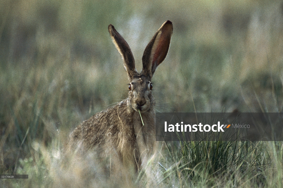 Jackrabbit negro-atado (californicus de Lepus) comiendo pasto, América del norte